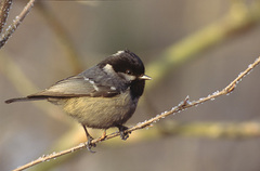 Coal Tit